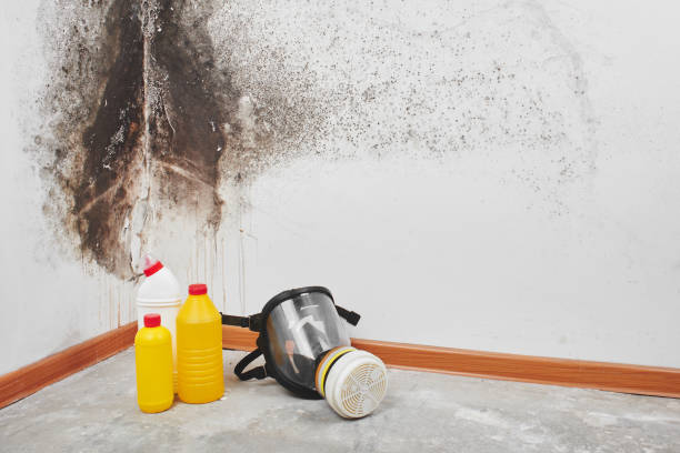 Best Attic Mold Removal  in Scobey, MT
