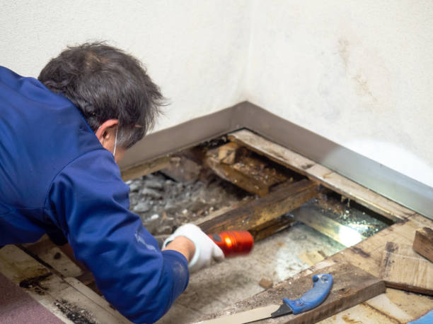Best Mold Remediation  in Scobey, MT