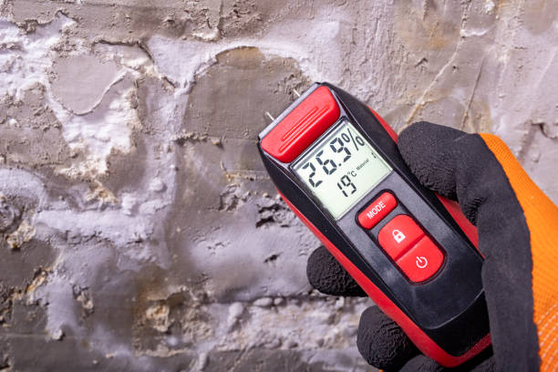 Best Mold Remediation  in Scobey, MT