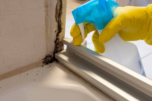 Best Crawl Space Mold Removal  in Scobey, MT