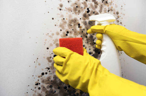 Best Mold Damage Repair  in Scobey, MT
