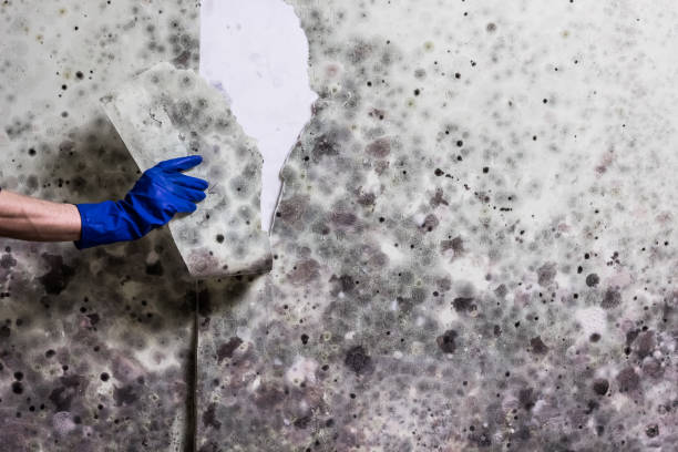 Best Office Mold Removal Services  in Scobey, MT